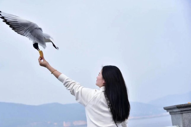 海鸥花呗费用详解，助您轻松了解