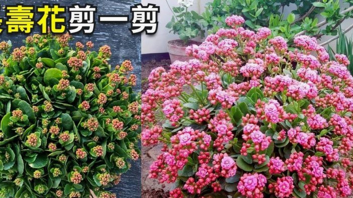 花呗怎么套安全