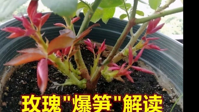 羊小咩享花卡额度套现攻略：合规实现财务价值最大化