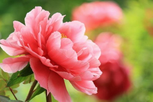 花呗套花呗