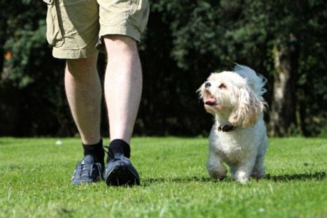 得物额度如何查看及计算