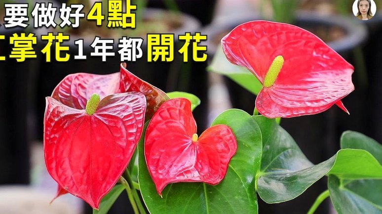 花呗现在怎么套