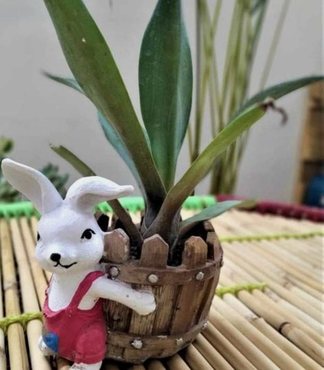 羊小咩享花卡包额度提现