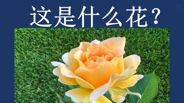 花呗套线是什么意思