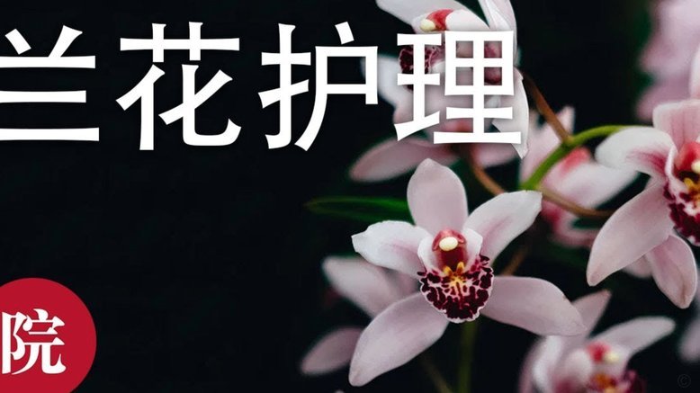 花呗的未来：会被关闭吗？