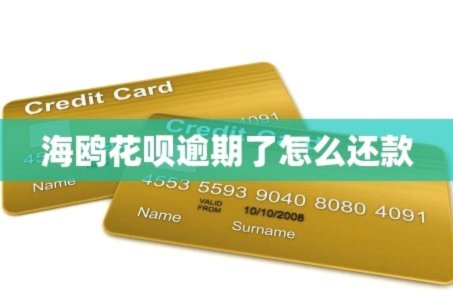 海鸥分期是哪个平台全面解析