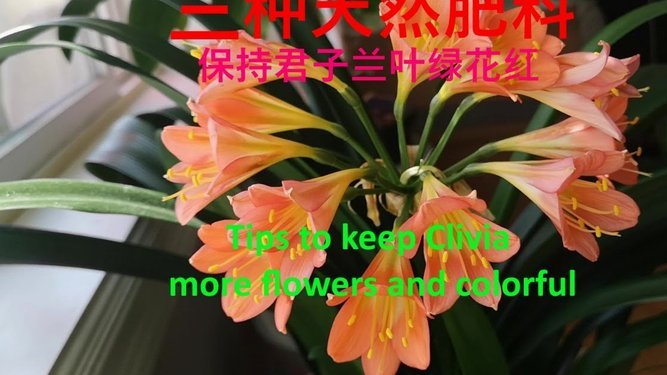 花呗活用技巧：最大化消费权益