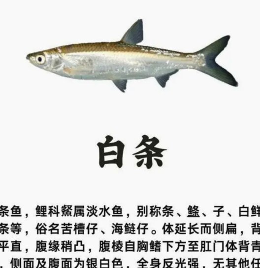 白条怎么用